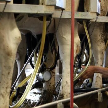 La gripe aviar se extiende por Estados Unidos entre las explotaciones avícolas y de vacas lecheras