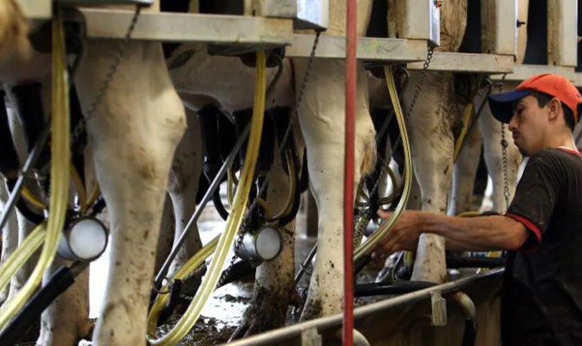 La gripe aviar se extiende por Estados Unidos entre las explotaciones avícolas y de vacas lecheras