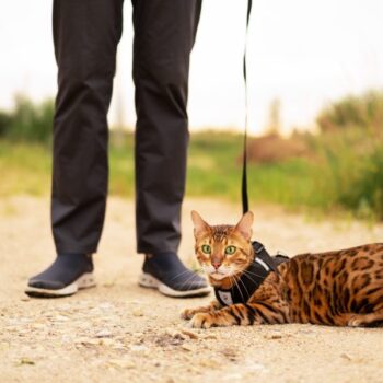 Le premier chat d’aveugle abandonne son maître dès la première sortie