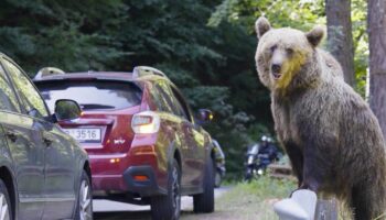 Leichtfertige Touristen: Rumäniens Problem mit den "Bettelbären"