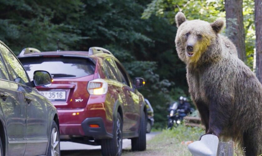 Leichtfertige Touristen: Rumäniens Problem mit den "Bettelbären"