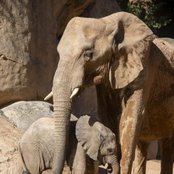 Los Bioparc instan a despertar la esencia animal de la especie humana