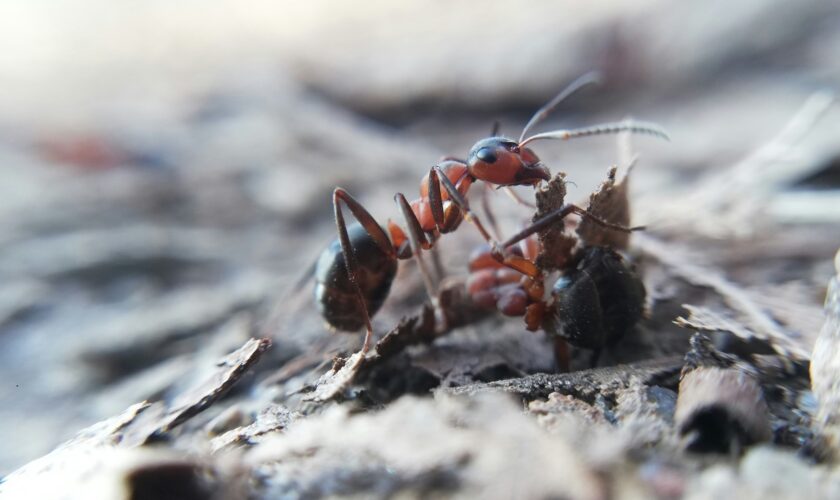 On peut faire du yaourt à partir de fourmis vivantes