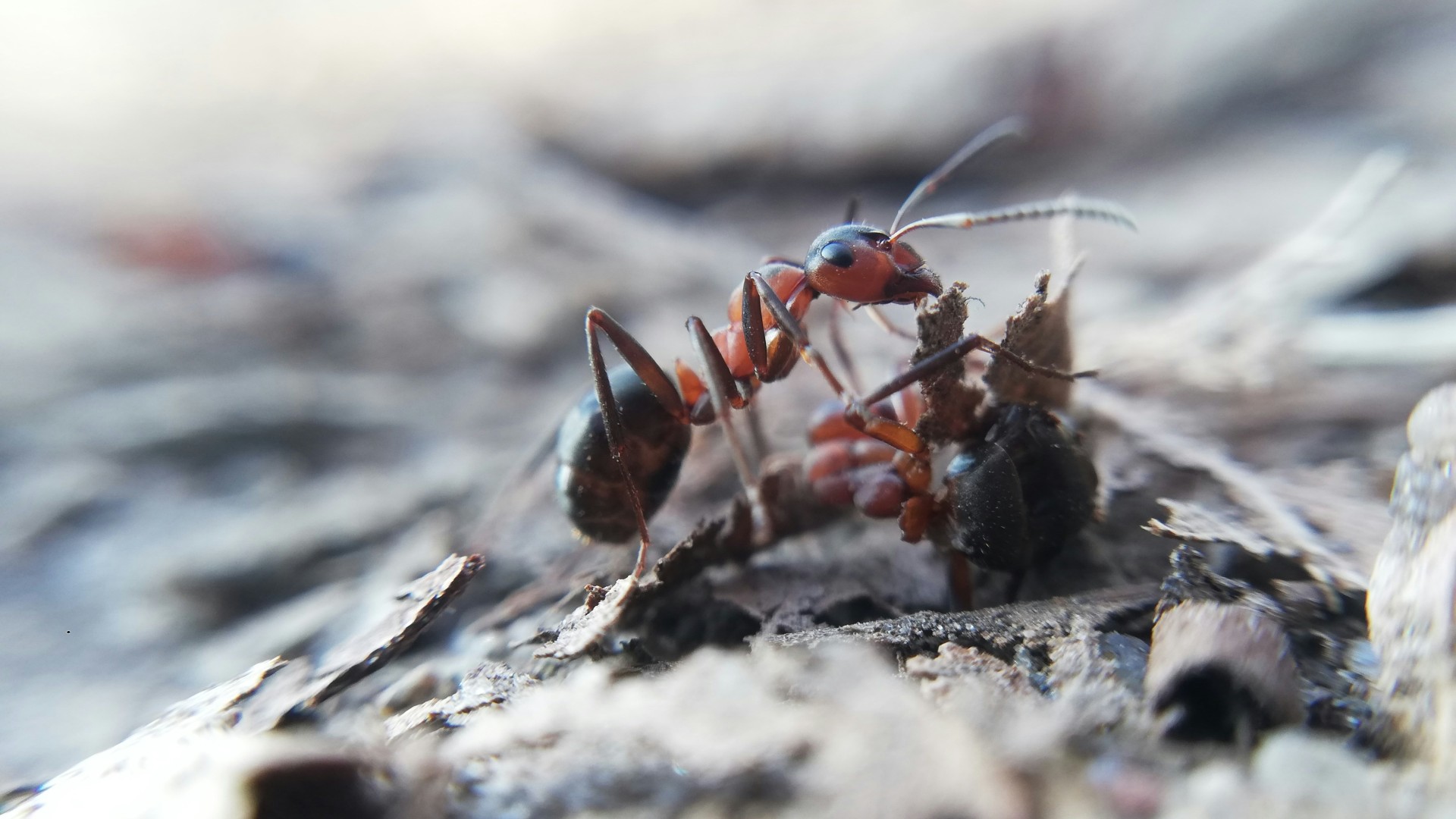 On peut faire du yaourt à partir de fourmis vivantes