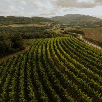 Pandemonium, los vinos espumosos riojanos nacidos en viñedos de montaña