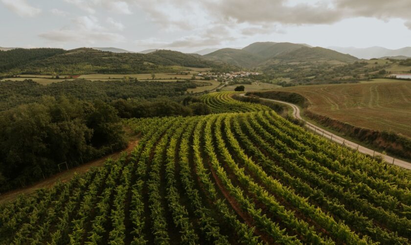 Pandemonium, los vinos espumosos riojanos nacidos en viñedos de montaña