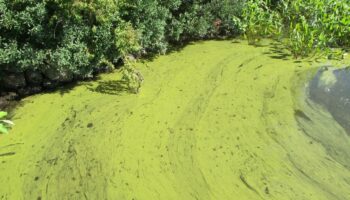 Qu’est-ce que les cyanobactéries, responsables de la fermeture de nombreux points d’eau cet été ?