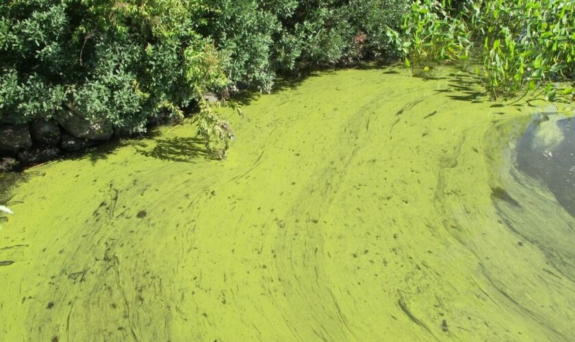 Qu’est-ce que les cyanobactéries, responsables de la fermeture de nombreux points d’eau cet été ?