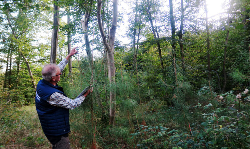 Réchauffement climatique : plantés pour « sauver la forêt », les arbres du Sud semblent se plaire à Chantilly