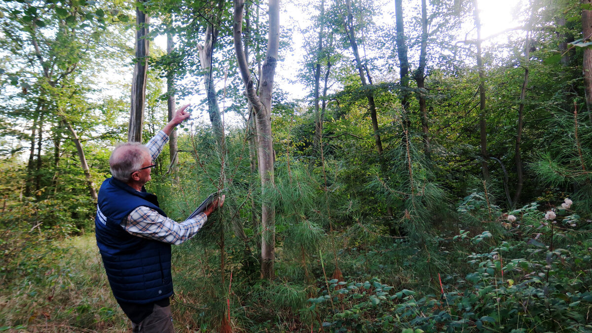 Réchauffement climatique : plantés pour « sauver la forêt », les arbres du Sud semblent se plaire à Chantilly