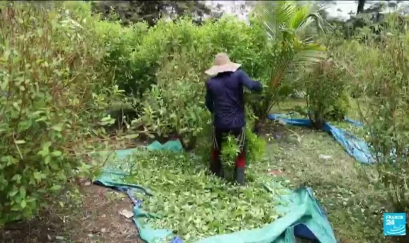 Record historique de la production de cocaïne en Colombie