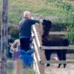 Road rage killer Kenneth Noye spotted tending to pet alpaca