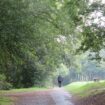 « Si nous voulons garder nos bois, il faut agir » : Cergy-Pontoise aux petits soins avec ses arbres