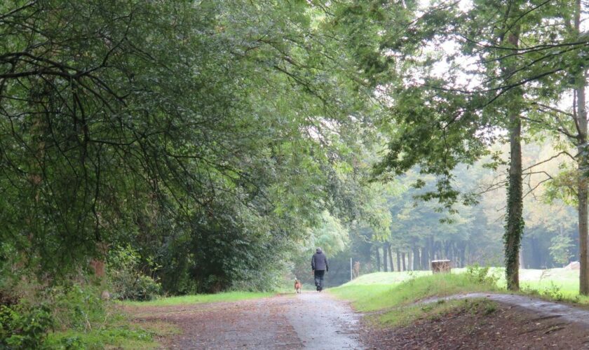 « Si nous voulons garder nos bois, il faut agir » : Cergy-Pontoise aux petits soins avec ses arbres