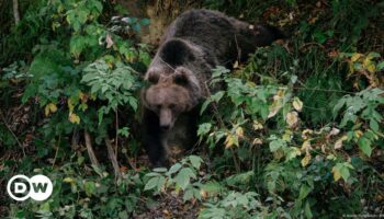 Slovakia: Man attacked by bear succumbs to injuries