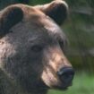 Slowakei: Braunbär verletzt Pilzsammler schwer