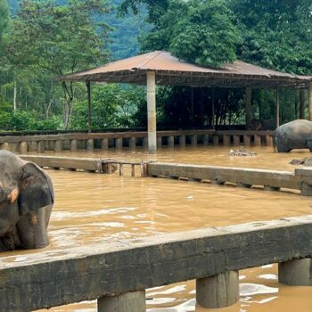 Thailand: Cats and elephants threatened by monsoon flood