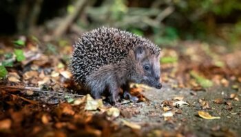 Igel können bei milden Temperaturen noch bis Ende Dezember unterwegs sein. (Archivbild) Foto: Jonas Walzberg/dpa