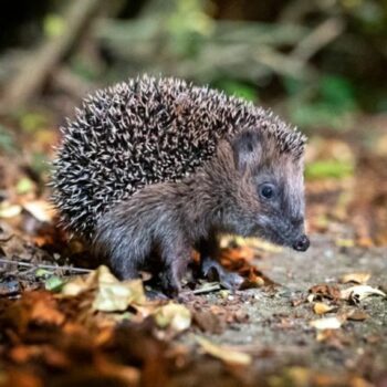 Igel können bei milden Temperaturen noch bis Ende Dezember unterwegs sein. (Archivbild) Foto: Jonas Walzberg/dpa