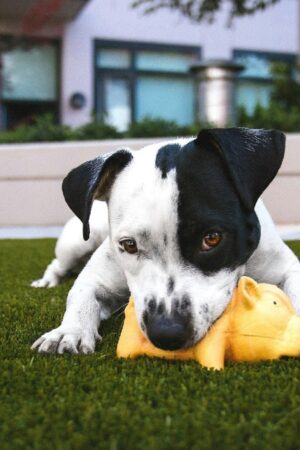 Un impôt sur les chiens? Quelle bonne idée!