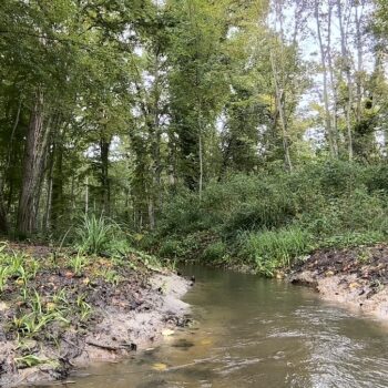 « Une piste sérieuse pour soigner la forêt » : l’eau coule à nouveau dans l’un des plus grands massifs de France