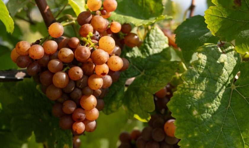 CDU legt Sieben-Punkte-Programm für den Weinbau in Rheinland-Pfalz vor. (Illustrationsbild) Foto: Boris Roessler/dpa