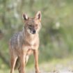 Wildtiere in Deutschland: Goldschakale breiten sich rasch aus