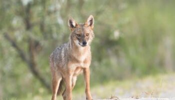 Wildtiere in Deutschland: Goldschakale breiten sich rasch aus