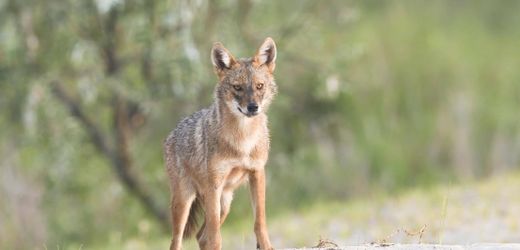 Wildtiere in Deutschland: Goldschakale breiten sich rasch aus