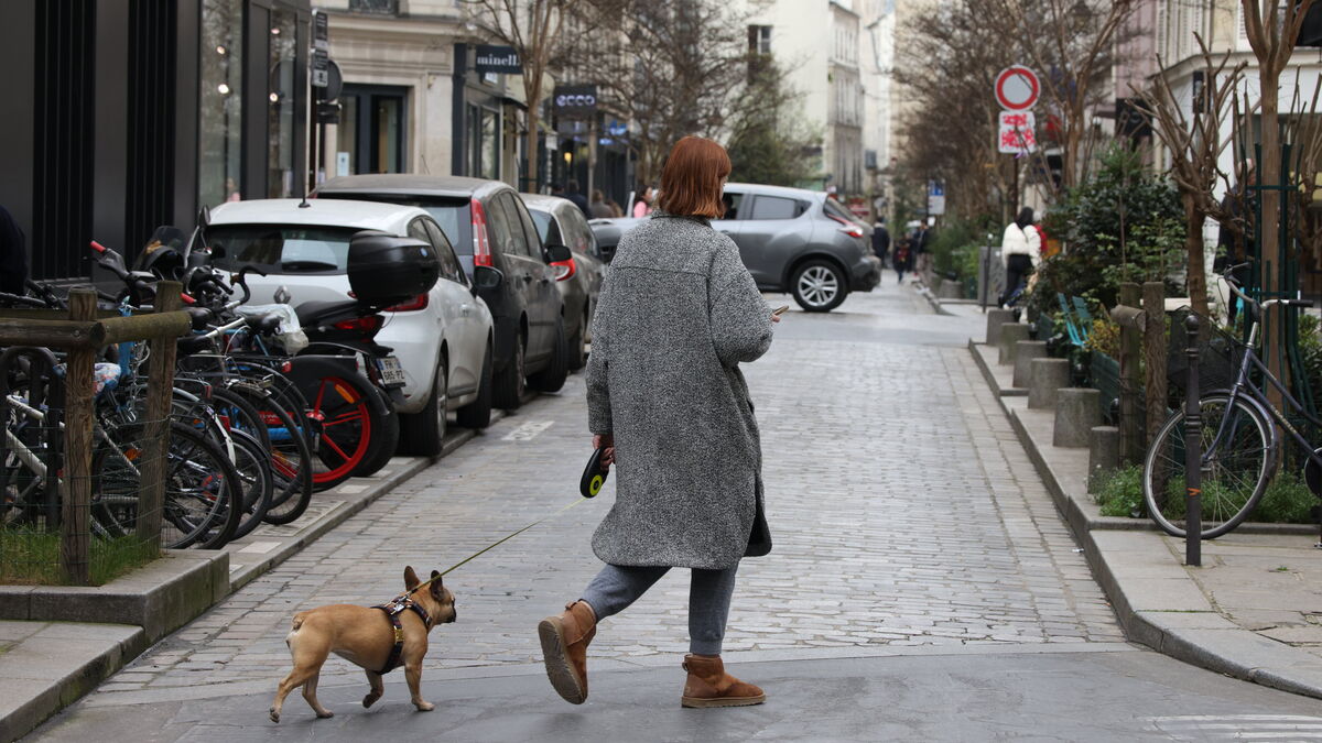 Yvelines : la retraitée, qui aimait les chiens, dépouille ses copines de 100 000 euros