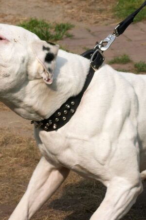 An American bulldog. Pic: iStock