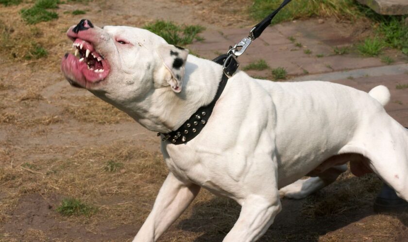 An American bulldog. Pic: iStock