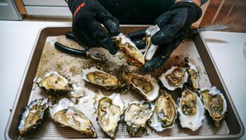 Des algues susceptibles de provoquer des pertes de mémoire pourraient se cacher dans nos fruits de mer