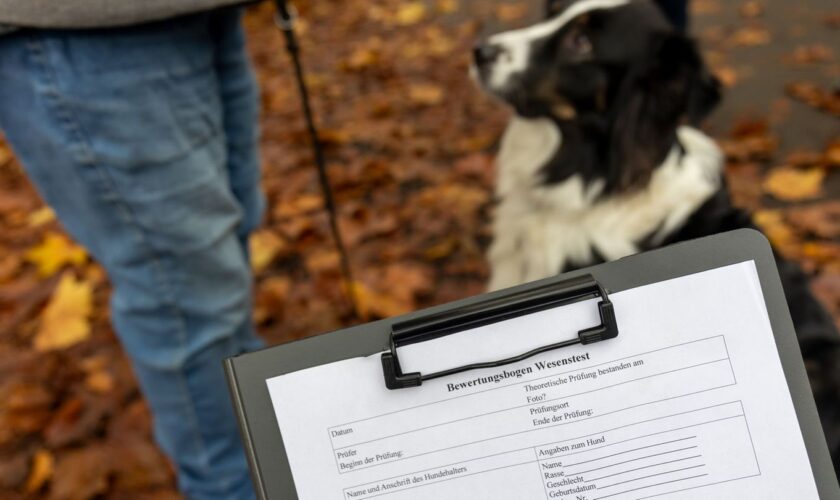 Tiere: Kein Hundeführerschein für alle Rassen in Hessen geplant