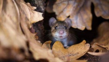 Gardeners warned over essential task to prevent pests ‘growing’ in the garden