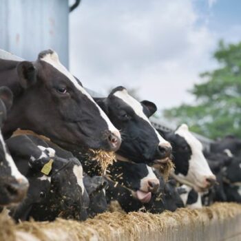 Morrisons, Tesco and Aldi join forces with Arla to help cows produce less methane