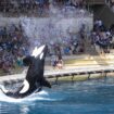 Antibes : Le parc Marineland évoque une « fermeture définitive » le 5 janvier prochain