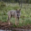 Jour J pour le loup en Europe, dont la protection est menacée de déclassement