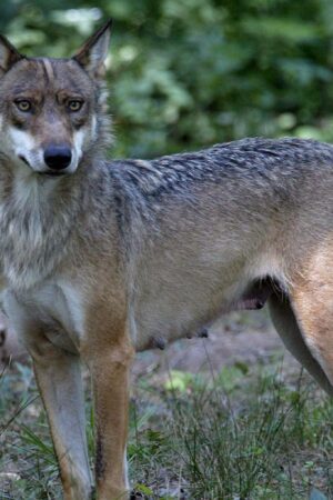 Loup en Europe : ce que va changer le déclassement de la protection du canidé voté par l’UE