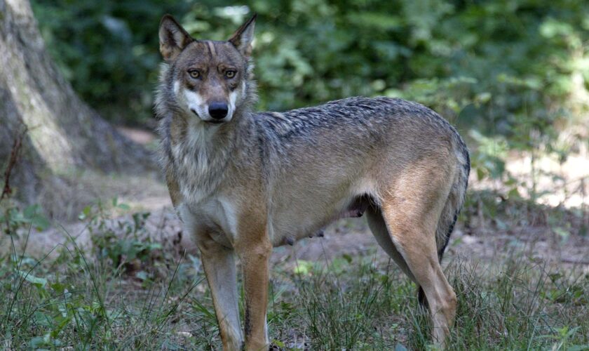 Loup en Europe : ce que va changer le déclassement de la protection du canidé voté par l’UE