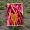 Health benefits of rhubarb and how to uniquely include the vegetable in your diet, as shared by an expert