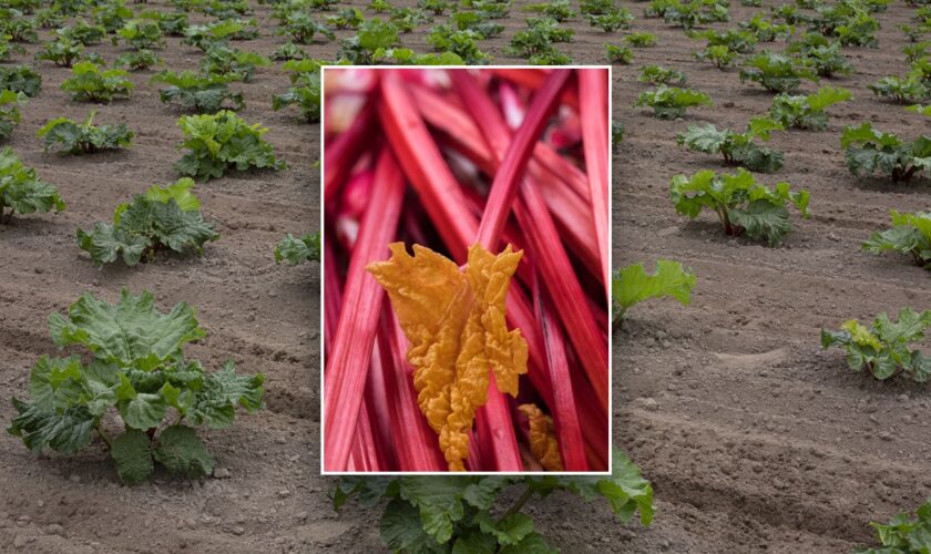 Health benefits of rhubarb and how to uniquely include the vegetable in your diet, as shared by an expert