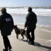 Vor Amrum, Föhr und Sylt: 150 Kilogramm Kokain an deutschen Stränden angespült