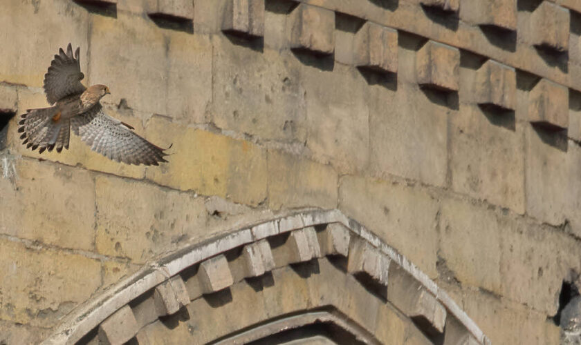 Restauration de Notre-Dame : «Prendre en compte la biodiversité est un joli signal»