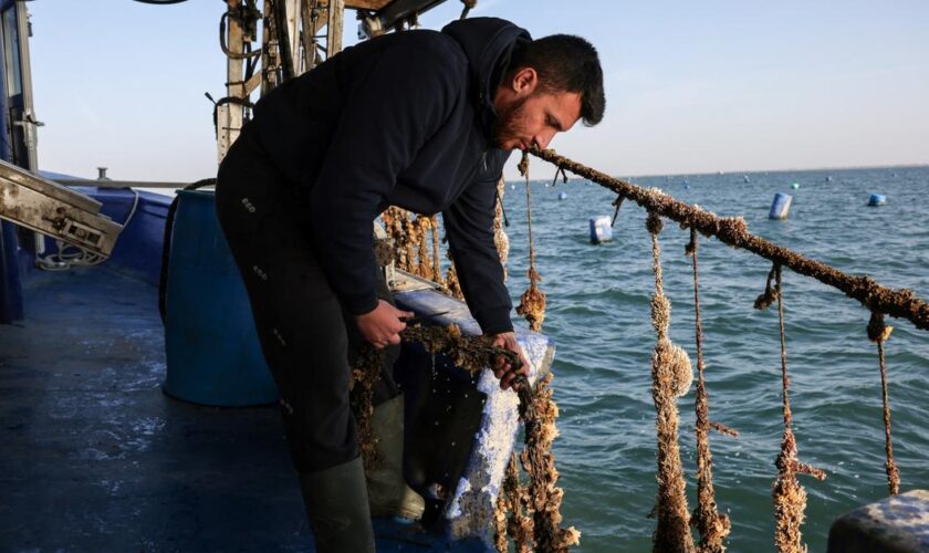 Pourquoi les moules disparaissent-elles dans le nord de la Grèce ?