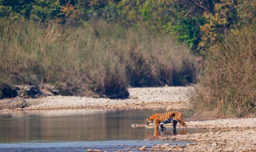 Le Népal dit avoir un excédent de tigres : “Pourquoi ne pas en offrir à des pays amis ?”