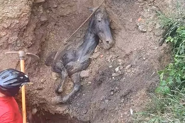 Horse buried alive rescued from mud-filled deathtrap after being spotted by passers-by