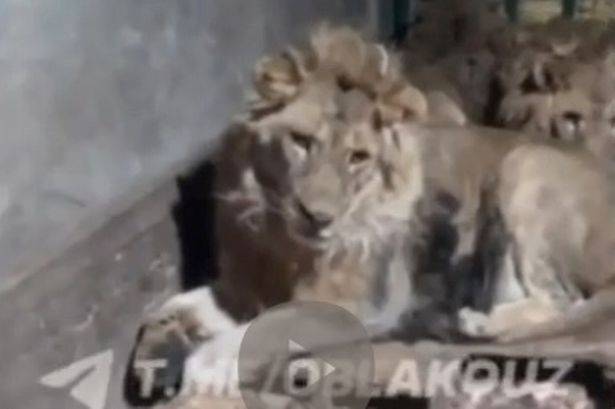 Zookeeper eaten alive after filming himself with lions ‘to impress girlfriend’