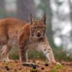 Suisse : un garde-chasse autorisé à abattre des loups se trompe d’espèce et tue trois lynx