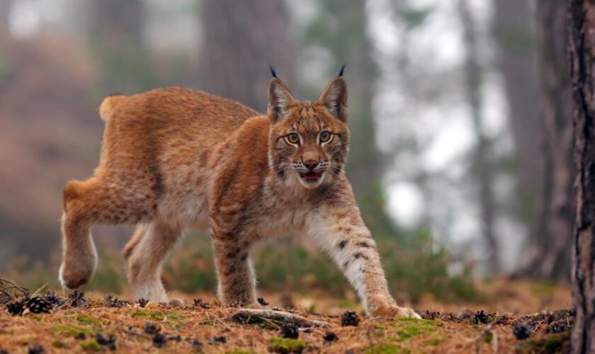 Suisse : un garde-chasse autorisé à abattre des loups se trompe d’espèce et tue trois lynx